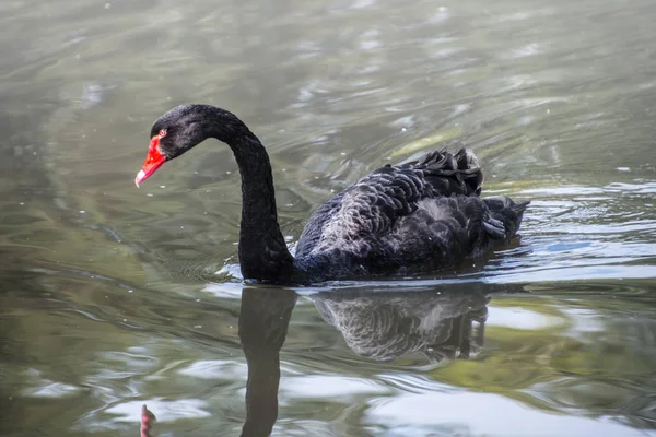 Svart svan, Cygnus Auktor vild fågel som kopplar av på vatten. Australisk svart svan närbild porträtt — Stockfoto