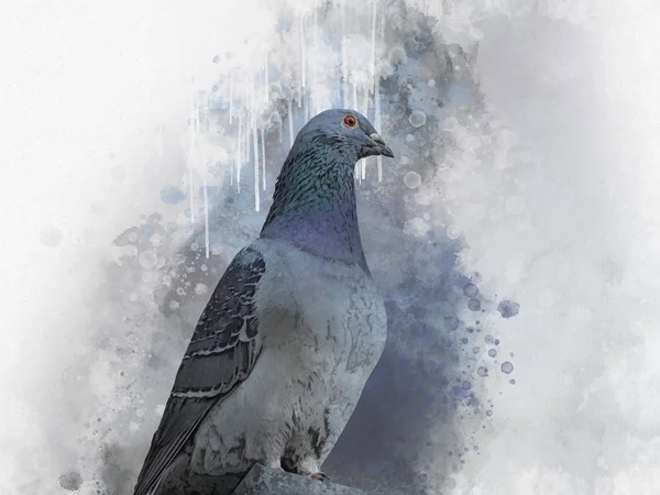 Retrato de um pombo, pintura a aquarela. Ilustração das aves. — Fotografia de Stock