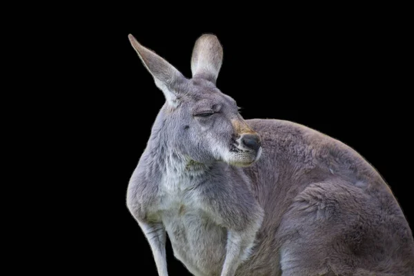 Rotes Känguru (Macropus rufus) ist das größte aller Kängurus, das größte in Australien beheimatete Säugetier — Stockfoto