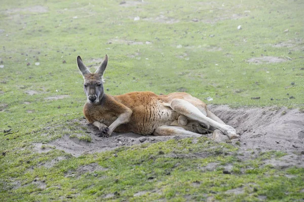 Relaxing red kangaroo (Macropus rufus) - the largest of all kangaroos