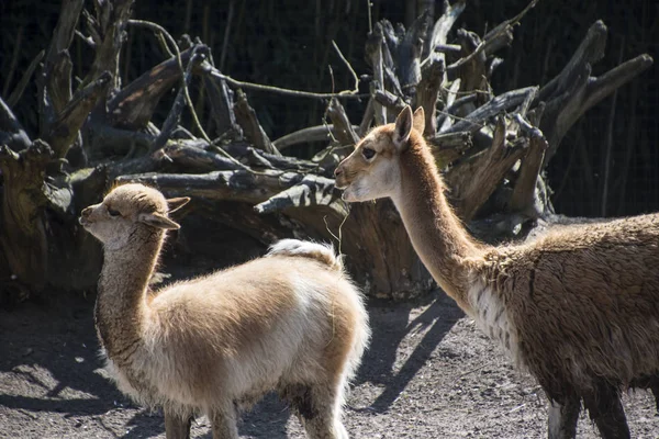 Vicuna çocuk ile anne. Vicuna Peru, Güney Amerika 'da deve ailesinin iki vahşi hayvanlarından biridir. — Stok fotoğraf