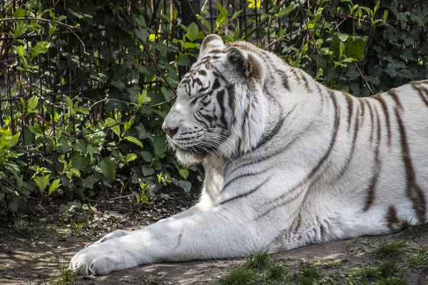 White siberian tiger lays in the grass. The white tiger is a pigmentation variant of the Bengal tiger