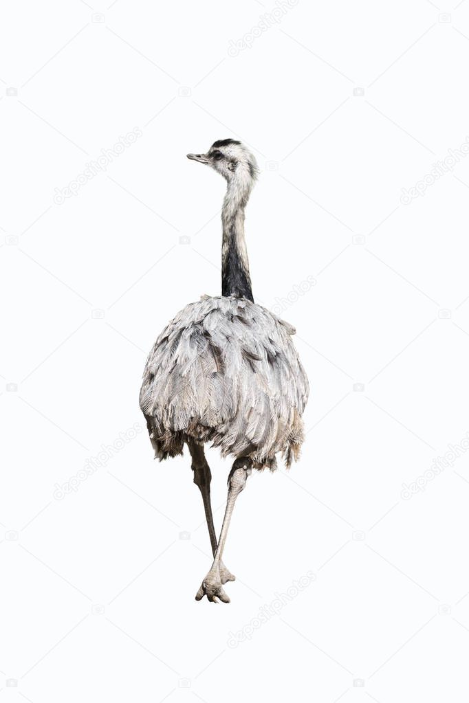 Emu ostrich isolated on a white background