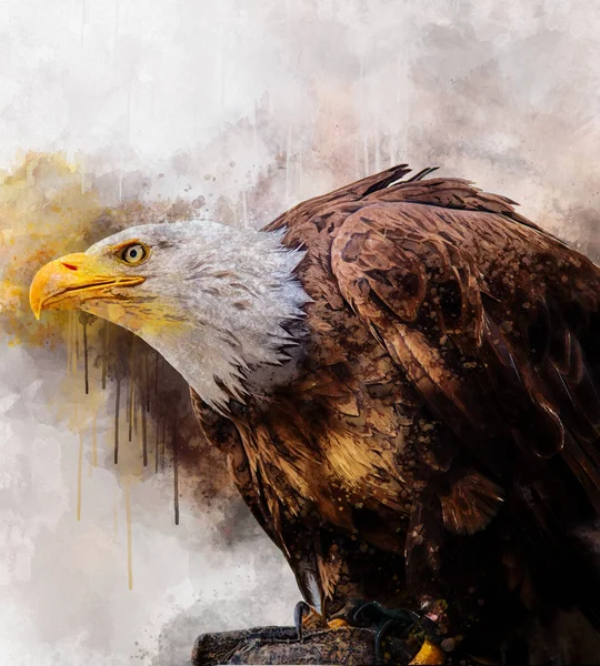 Kartal Amerika kuş suluboya resim simgesi predator — Stok fotoğraf