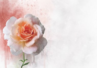 Canlı bir gül çiçeğinin suluboya çizimi. Botanik sanatı. Bir tebrik kartı veya düğün davetiyesi için dekoratif unsur