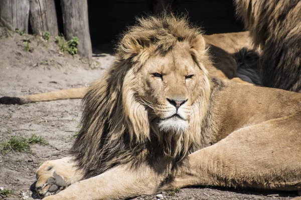 El gran león duerme, poniendo su propia meta en el suelo. El león duerme en el zoológico — Foto de Stock