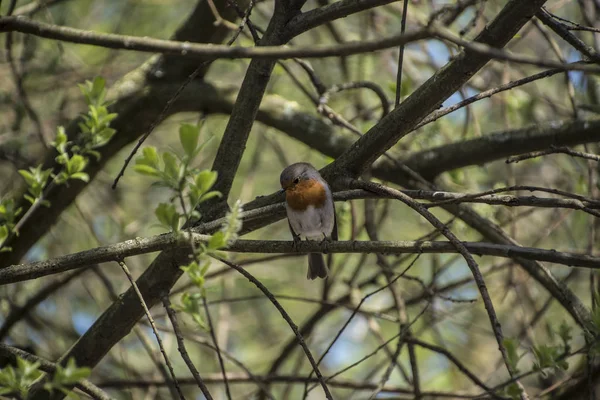 Red Robin (Erithacus rubecula) pássaro perto de uma floresta — Fotografia de Stock