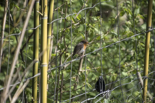 Vörösvörösbegy (Erithacus rubecula) madár közelről egy erdőben — Stock Fotó