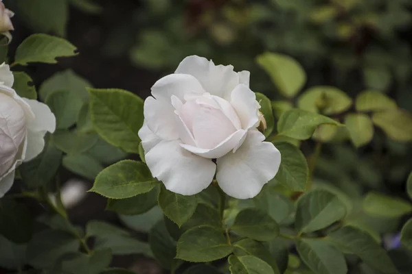 Primer plano de la flor rosa. Profundidad de campo superficial. Flor de primavera de rosa blanca — Foto de Stock