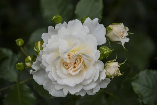 장미 꽃의 근접 촬영입니다. 필드의 얕은 깊이. 백색 로즈의 봄 꽃 — 스톡 사진