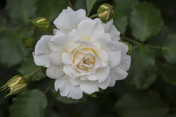 Primer plano de la flor rosa. Profundidad de campo superficial. Flor de primavera de rosa blanca —  Fotos de Stock