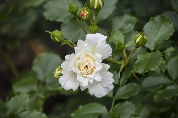 Primer plano de la flor rosa. Profundidad de campo superficial. Flor de primavera de rosa blanca — Foto de Stock