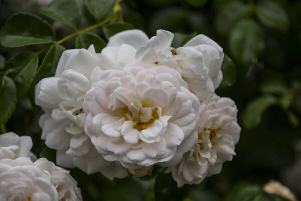 Розовый цветок крупным планом. Мелкая глубина резкости. Весенний цветок белой розы
