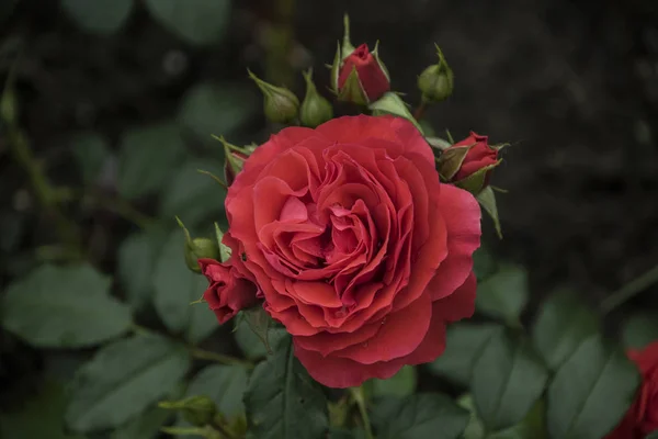Primo piano del fiore di rosa rossa. Profondità di campo bassa, sfondo sfocato — Foto Stock