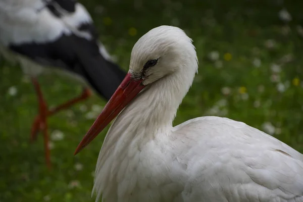 Bílý čáp detailní up v parku na louce — Stock fotografie