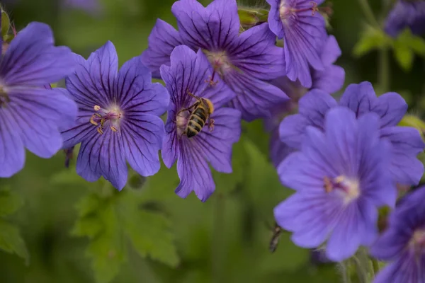 Malva sylvestris – gatunek mallow rodzaju malva w rodzina Ślazowate i uważana jest za gatunek do rodzaju. — Zdjęcie stockowe