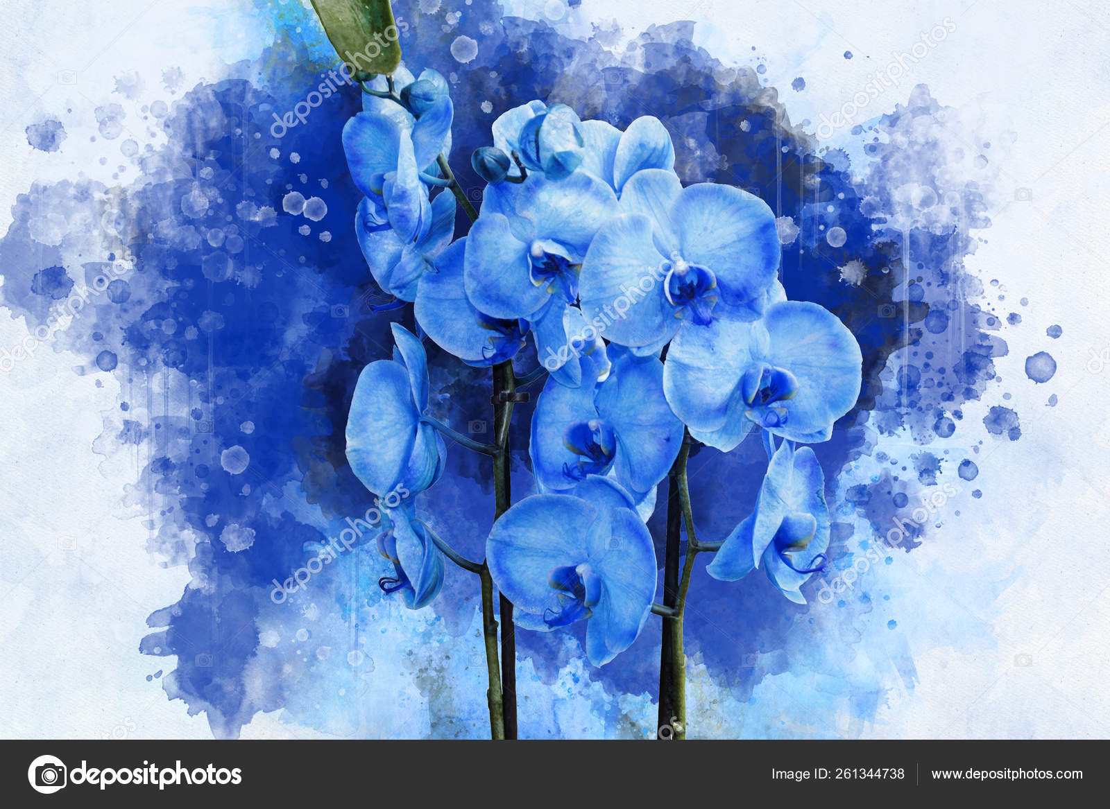Planta de orquídea azul tropical com flores roxas e folhas verdes. Desenho  aquarela. Ilustração floral . fotos, imagens de ©  brita.seifert@googlemail.com #261344738