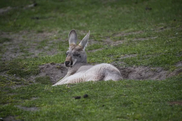 Relaxing red kangaroo (Macropus rufus) - the largest of all kangaroos