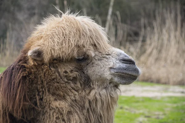 Bactrian deve, camelus bactrianus Orta Asya 'nın stepine büyük, hatta toed toynaklılar yerli. — Stok fotoğraf