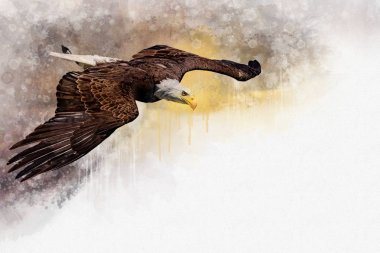 Uçan Kartal Amerika Kuşu, suluboya boyama. Sembol yırtıcı. Kuş illüstrasyon.