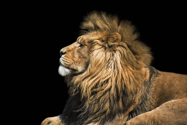 Retrato de león en el negro. Detalle cara de león. Retrato de león de alta calidad. Retrato de animal — Foto de Stock