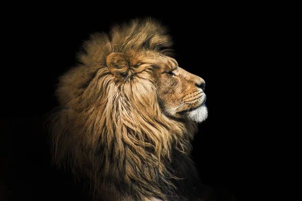 Retrato de león en el negro. Detalle cara de león. Retrato de león de alta calidad. Retrato de animal — Foto de Stock