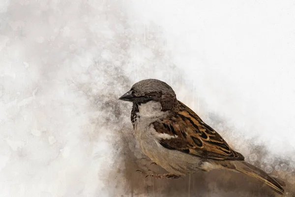 Haussperling auf Holztisch. Spatzen haben sich an den Winter gewöhnt — Stockfoto