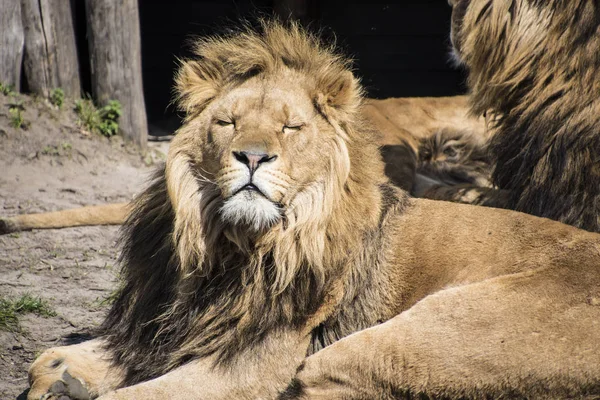 Gran león macho con una espesa melena alrededor de su cabeza adormilada al sol — Foto de Stock