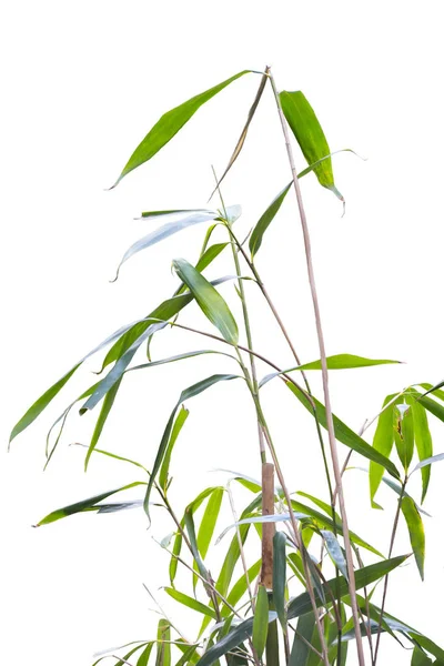 Bamboe bladeren geïsoleerd op witte achtergrond. Blad (Dendrocalamus strictus Nees); Groene bamboe bladeren zijn geschikt voor productontwerp. — Stockfoto