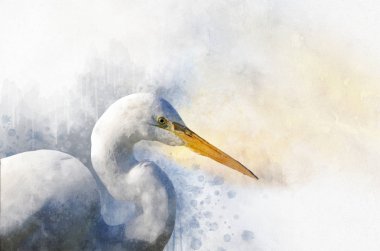Suluboya Egret. El çizilmiş suluboya ot tasarım tebrik kartı veya baskı için mükemmel.