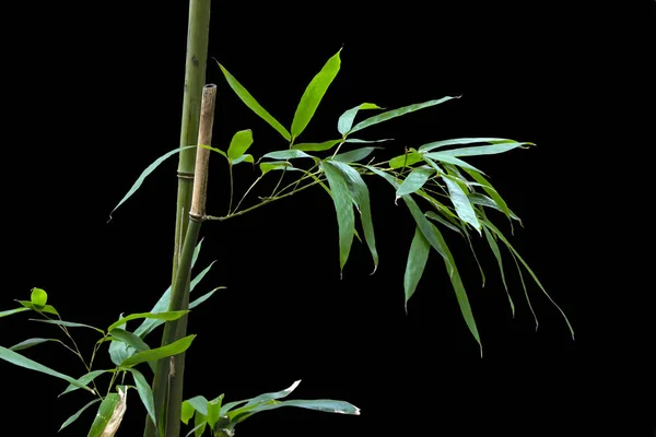 Folhas de bambu isoladas em fundo preto.Folha (Dendrocalamus strictus Nees); Folhas de bambu verde são adequadas para o design do produto . — Fotografia de Stock