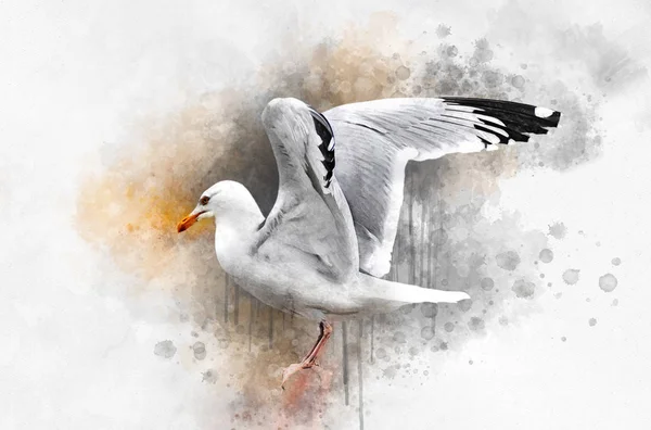 Watercolor gaivota mão desenhada ilustração. Ilustração das aves. — Fotografia de Stock