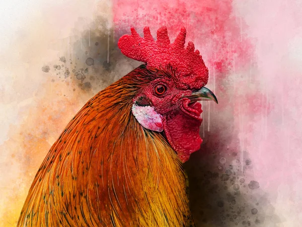 Akvarell kyckling. Handritad akvarell kuk, fågel illustration — Stockfoto