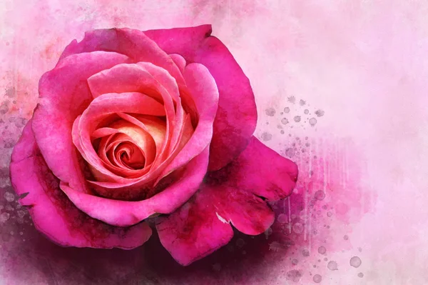 Een aquarel schilderstuk van een levendige rose rose bloem. Botanische kunst. Decoratief element voor een wenskaart of huwelijksuitnodiging — Stockfoto