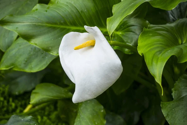 Calla lily,beautiful white calla lilies blooming in the garden, Arum lily, Gold calla