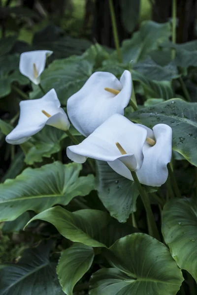 Calla lily,beautiful white calla lilies blooming in the garden, Arum lily, Gold calla