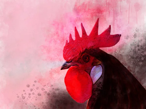 Akvarell kyckling. Handritad akvarell kuk, fågel illustration — Stockfoto