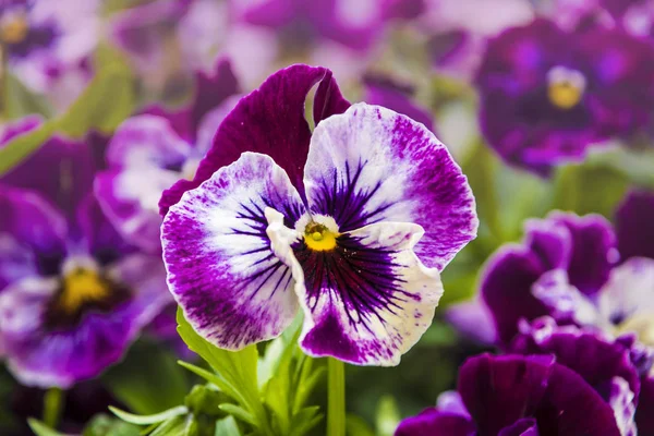 Pansy Flower couleurs de printemps blanc vif et violet. Images macro de visages de fleurs. Pansy dans le jardin — Photo