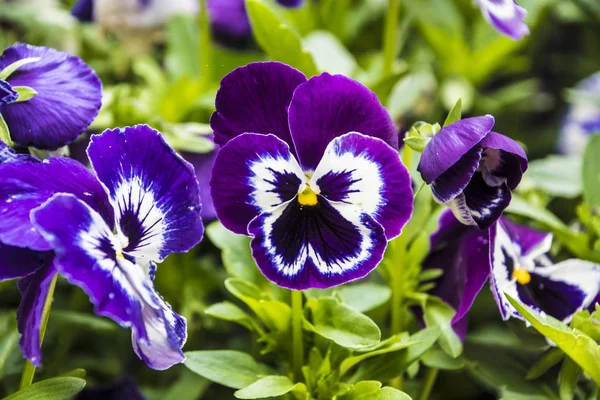 Flor Pansy cores vivas de primavera branco e roxo. Macro imagens de rostos de flores. Pansy no jardim — Fotografia de Stock