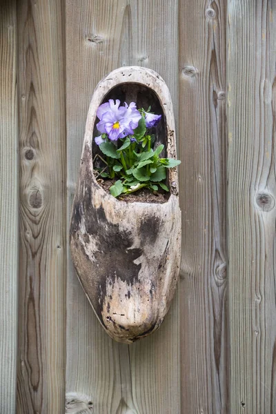 Composição na parede de sapatos de madeira holandeses tradicionais - klompen (tamancos), decorados com flores de cachorro, close-up, Países Baixos — Fotografia de Stock