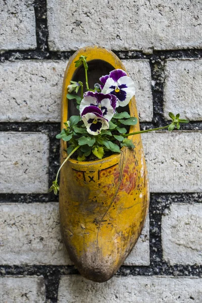 전통적인 네덜란드 나무 신발에서 벽에 구성 - 클롬펜 (나막신), 팬지 꽃, 클로즈업, 네덜란드로 장식 — 스톡 사진