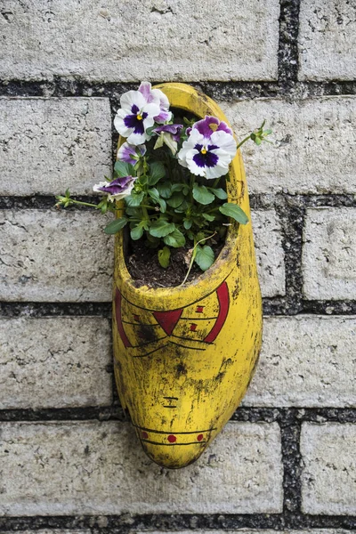 Composição na parede de sapatos de madeira holandeses tradicionais - klompen (tamancos), decorados com flores de cachorro, close-up, Países Baixos — Fotografia de Stock