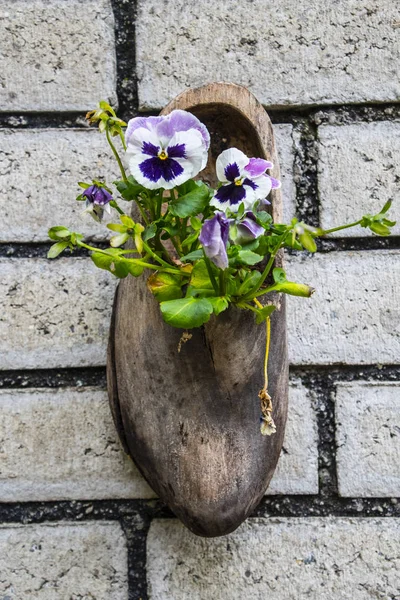 Composição na parede de sapatos de madeira holandeses tradicionais - klompen (tamancos), decorados com flores de cachorro, close-up, Países Baixos — Fotografia de Stock