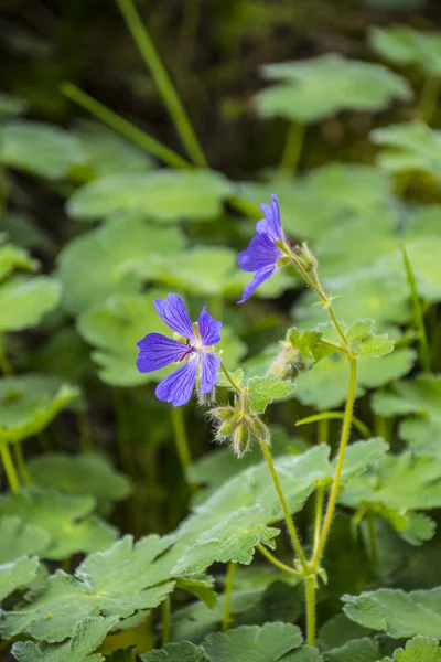 Portret niebieskiego małego Wildflower w słonecznej łące — Zdjęcie stockowe