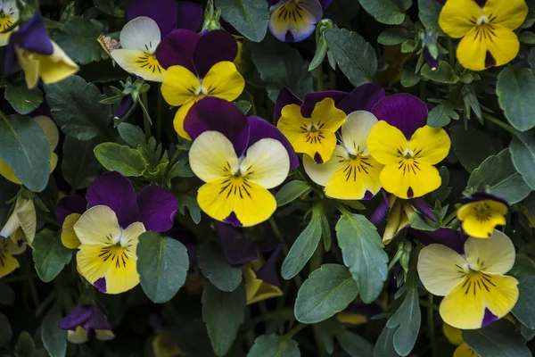 Flores pantanosas cores vivas da primavera amarelo e roxo. Macro imagens de rostos de flores. Pansies no jardim — Fotografia de Stock