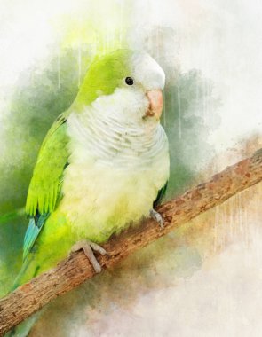 Kakriki veya Yeni Zelanda muhabbet kuşlarının üç türü Cyanoramphus cinsinde muhabbet kuşlarının en yaygın türüdür, Familyafamilyafamilya familyası Psittacidae familyasından bir kuş türü..