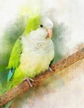 The three species of kakriki or New Zealand parakeets are the most common species of parakeets in the genus Cyanoramphus, family Psittacidae. clipart