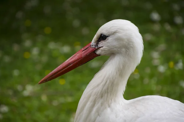 Cigogne blanche en gros plan dans le parc de la prairie — Photo