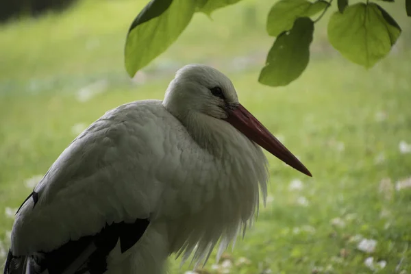 Cigogne blanche en gros plan dans le parc de la prairie — Photo