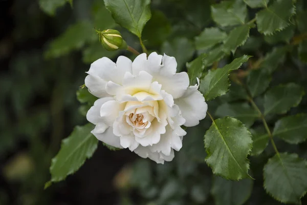 Primer plano de la flor rosa. Profundidad de campo superficial. Flor de primavera de rosa blanca — Foto de Stock